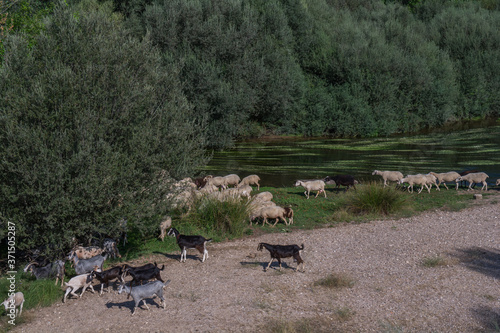 Obraz na płótnie rzeka owce zwierzęta natura drzewa woda rośliny w salonie