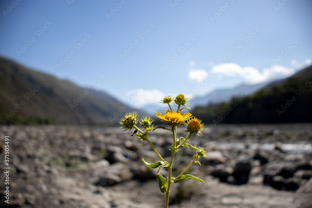 Obraz premium Yellow flower on the background of mountains. Yellow flower on the background of mountains and sky. Yellow flower on the background of mountains and sky and river
