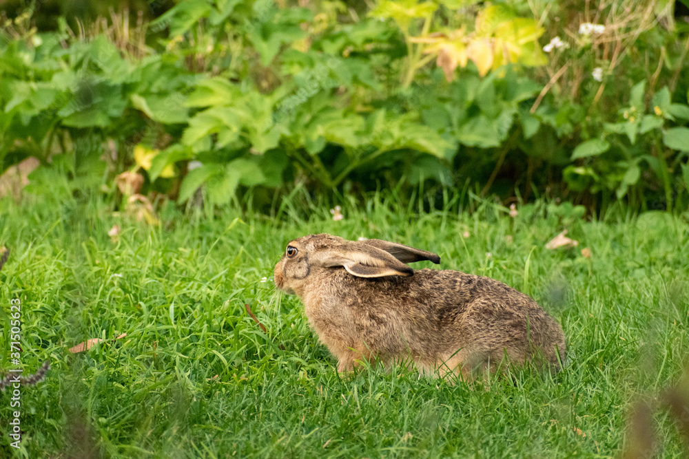 Fototapeta premium wild hare in the grass