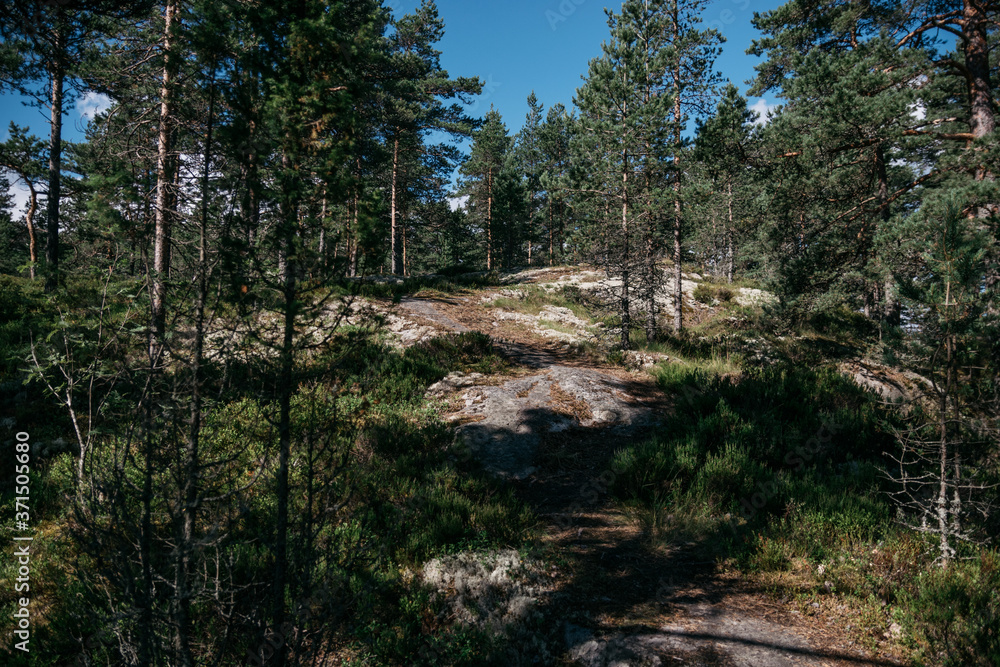 A trail surrounded by pine trees on a cliff on the island of Koyonsaari in Karelia, Russia A trail surrounded by pine trees on a cliff on the island of Koyonsaari in Karelia, Russia