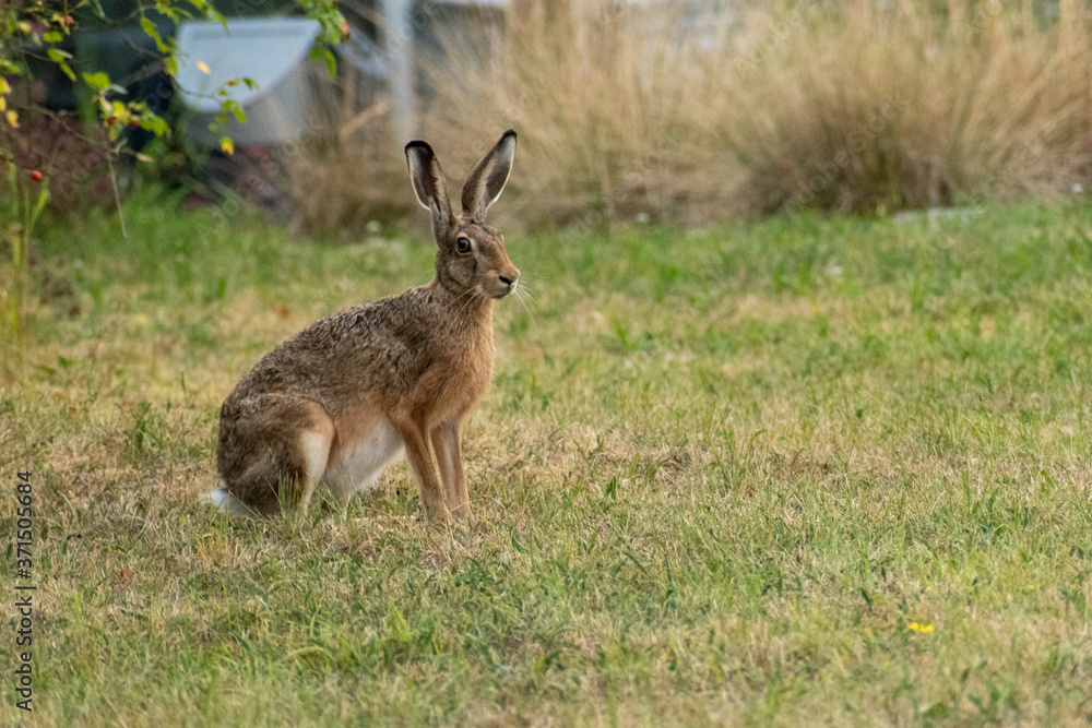wild rabbit in the grass wild rabbit in the grass