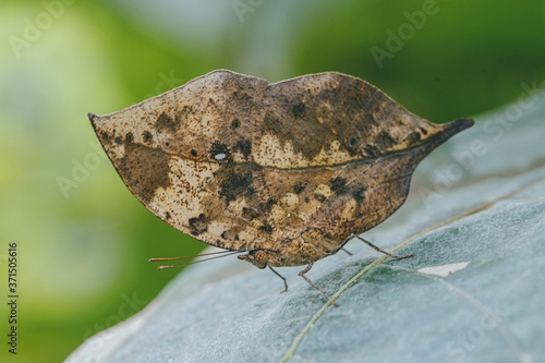butterfly on leaf