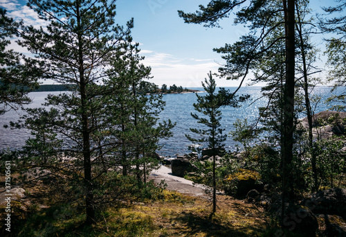 Pine trees and a view of lake Ladoga on the island of Koyonsaari in Karelia, Russia in summer on a Sunny day