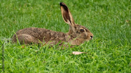 wild hare in a field 