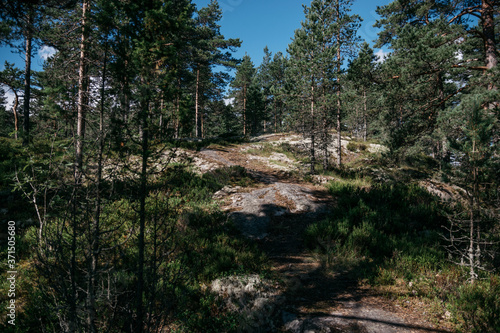 A trail surrounded by pine trees on a cliff on the island of Koyonsaari in Karelia, Russia