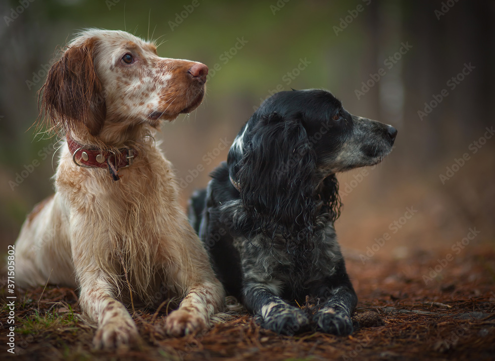 Portrait of two hunting dogs. English setter and Russian hunting spaniel.