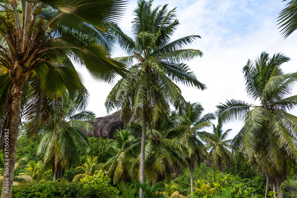 Tropical forest on the background of the granit hill