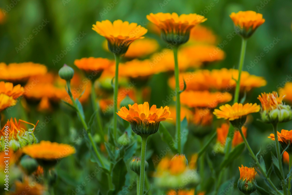 medicinal marigold flowers growing in a clearing in nature medicinal marigold flowers growing in a clearing in nature