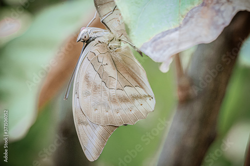 butterfly on a leaf
