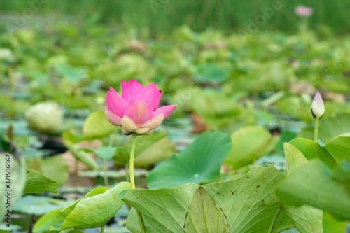 Lotus blossom in the middle of the pond. Nymphaea lotus is a type of aquatic plant.