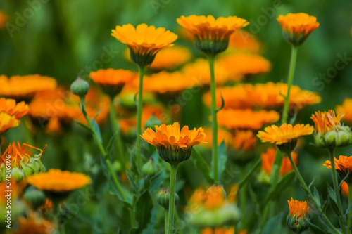 medicinal marigold flowers growing in a clearing in nature