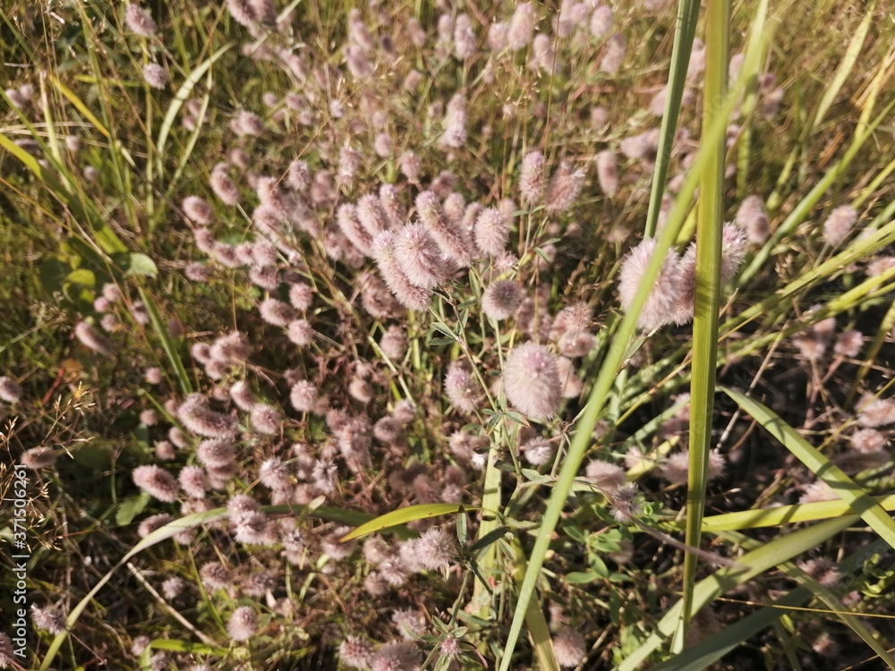 The flowers have bloomed and become fluffy. The flowers have bloomed and become fluffy.