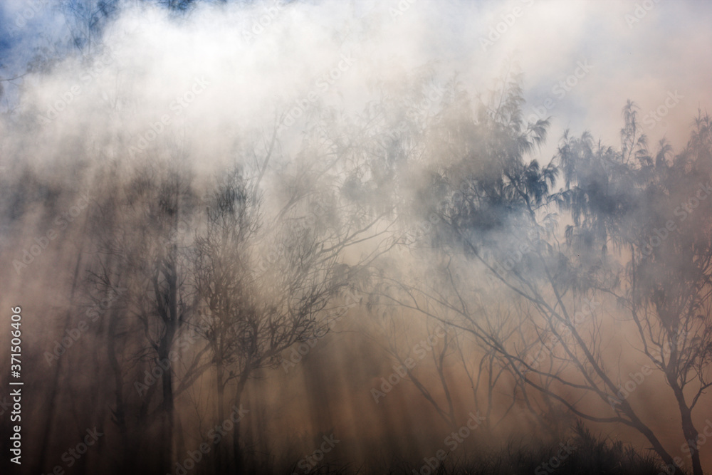 Australia bushfires in summer fire season - obrazy, fototapety, plakaty 