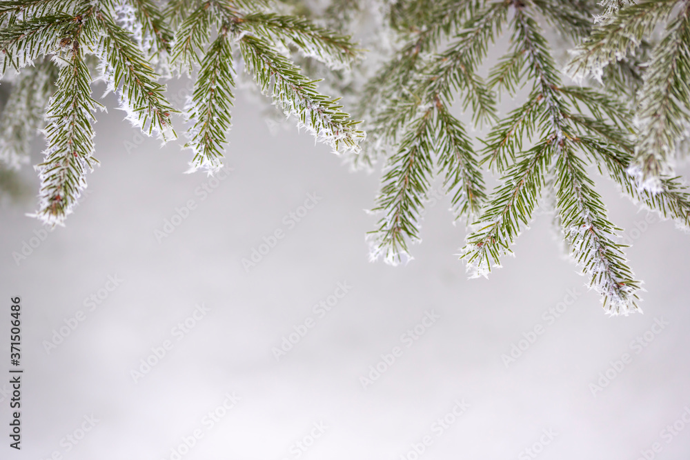 Obraz premium snow covered branches