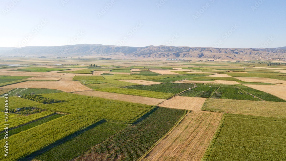 Aerial view of the green agriculture field. Corn field. They are at the growth stages. There is a pathway in the middle of field. Mountains can be seen.