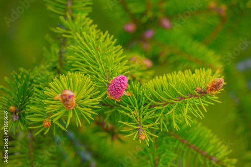 young pink cones hang from a branch