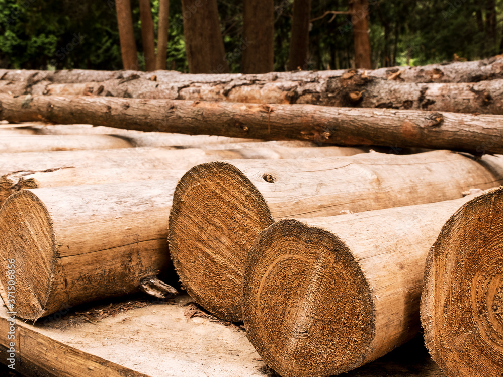 Close-up of sawn dry logs stacked in the forest. Selective focus, blurred background. Close-up of sawn dry logs stacked in the forest. Selective focus, blurred background.