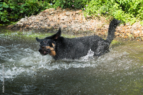 Baignade d'un chien dans un ruisseau 