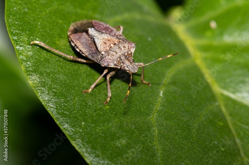Nezara viridula (lat.) Is a species of bedbugs of the Pentatomidae family macro. Adult stinker beetle on green leaf