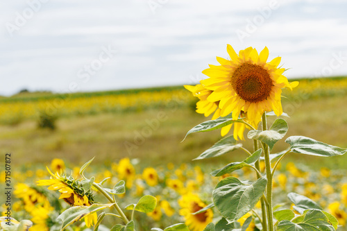 Sunflower at the background of the field. Sunflowers. Harvest. Sunflower fields