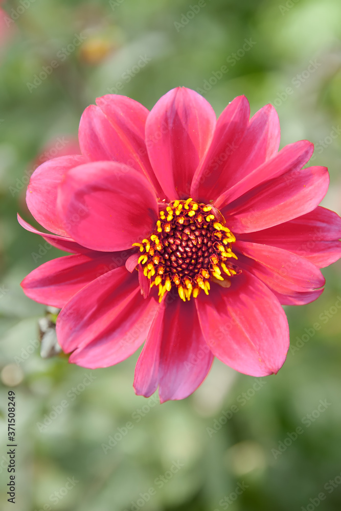 Fototapeta premium Close Up of Pink Flower