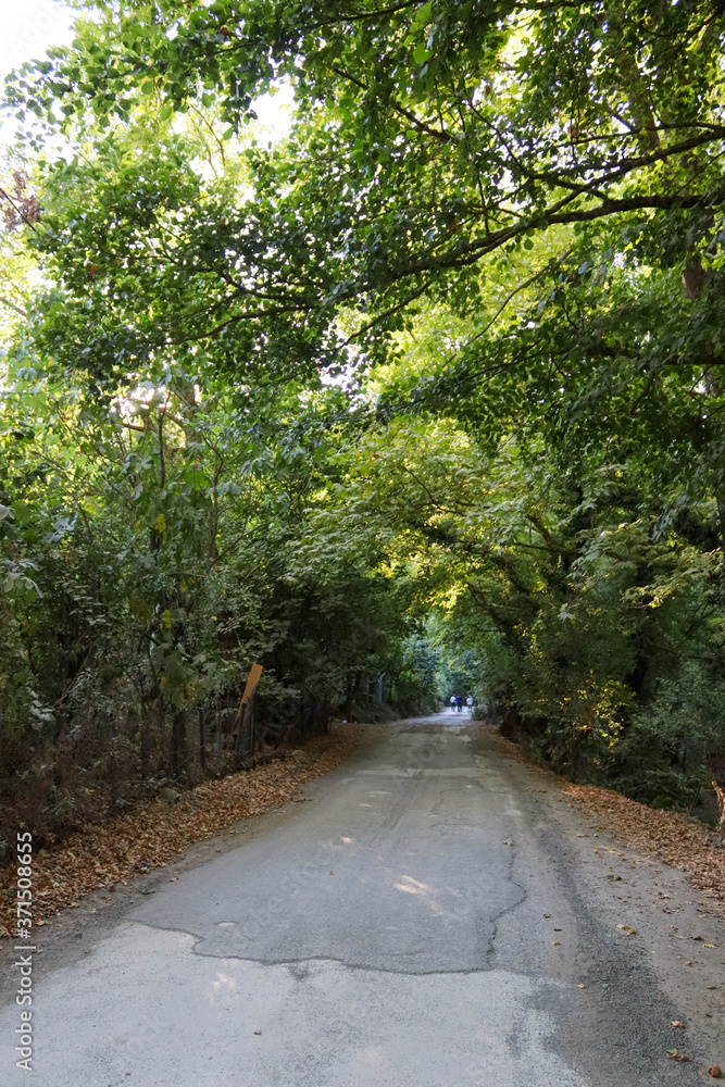 road in the forest road in the forest