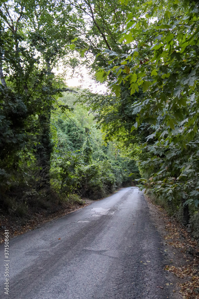 road in the forest road in the forest