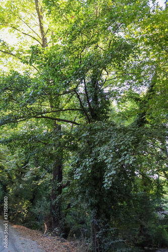 trees in the forest