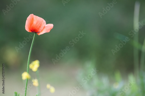 Red Poppy Flower