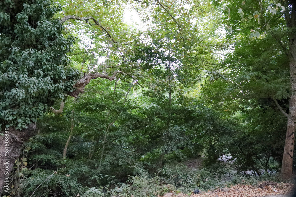 Obraz premium trees in the forest