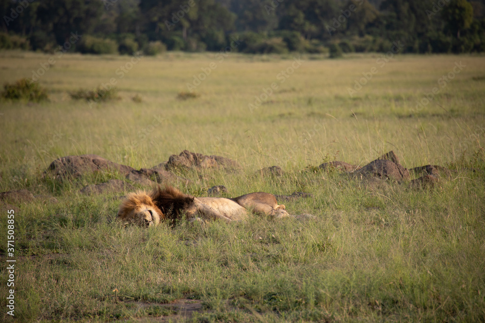 Male Lion Sleeping Next to Ant Mounds in Kenya, Africa Male Lion Sleeping Next to Ant Mounds in Kenya, Africa