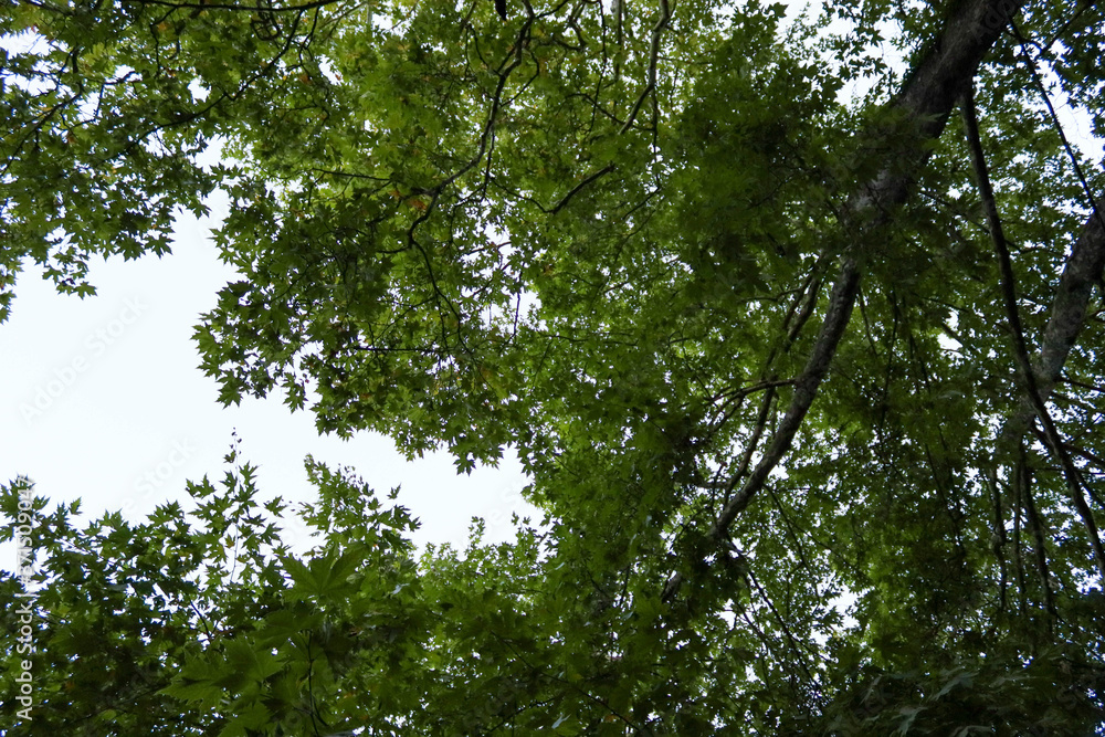 tree in the forest tree in the forest