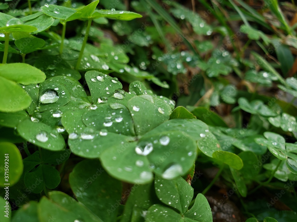 dew on a leaf dew on a leaf