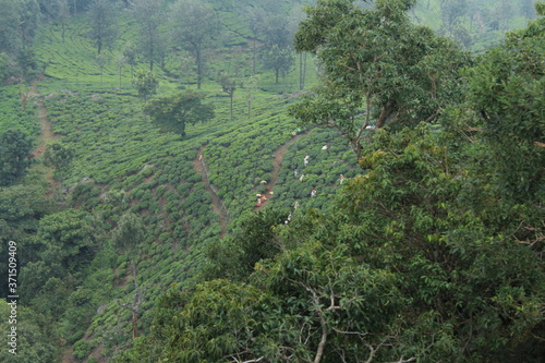Green tea plantation, Long view of Tea workers harvesting Green tea leafs.