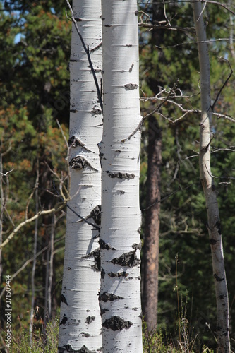 Two silver birch trees in the forest