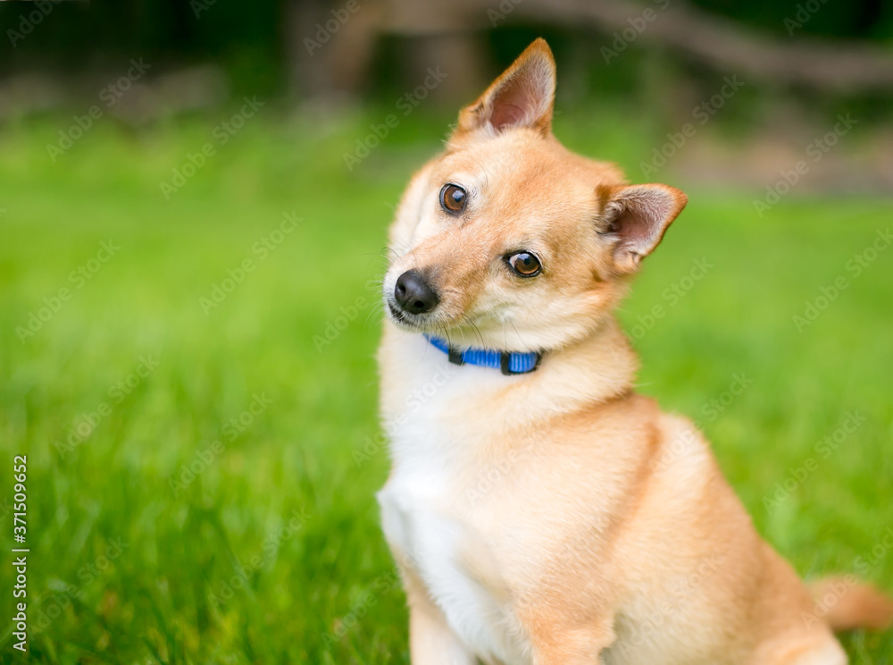 A Shiba Inu x Chihuahua mixed breed dog listening with a head ti A Shiba Inu x Chihuahua mixed breed dog listening with a head ti