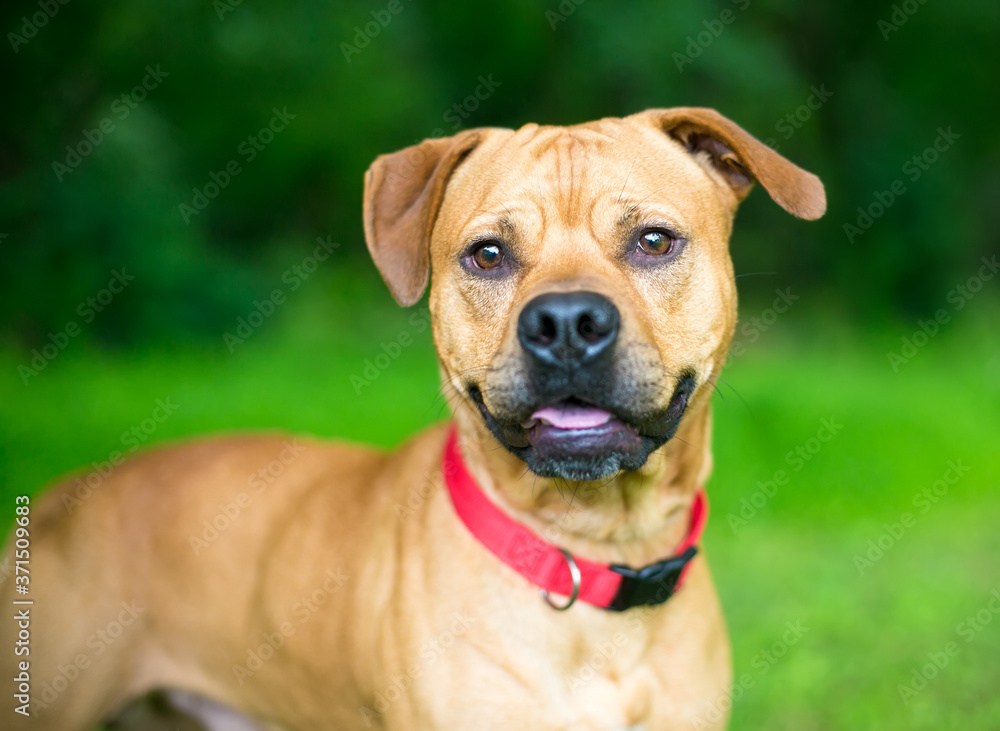 A friendly mixed breed dog wearing a red collar