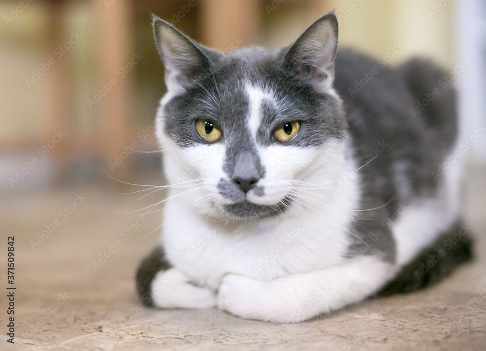 A gray and white shorthair cat sitting in a loaf position A gray and white shorthair cat sitting in a loaf position
