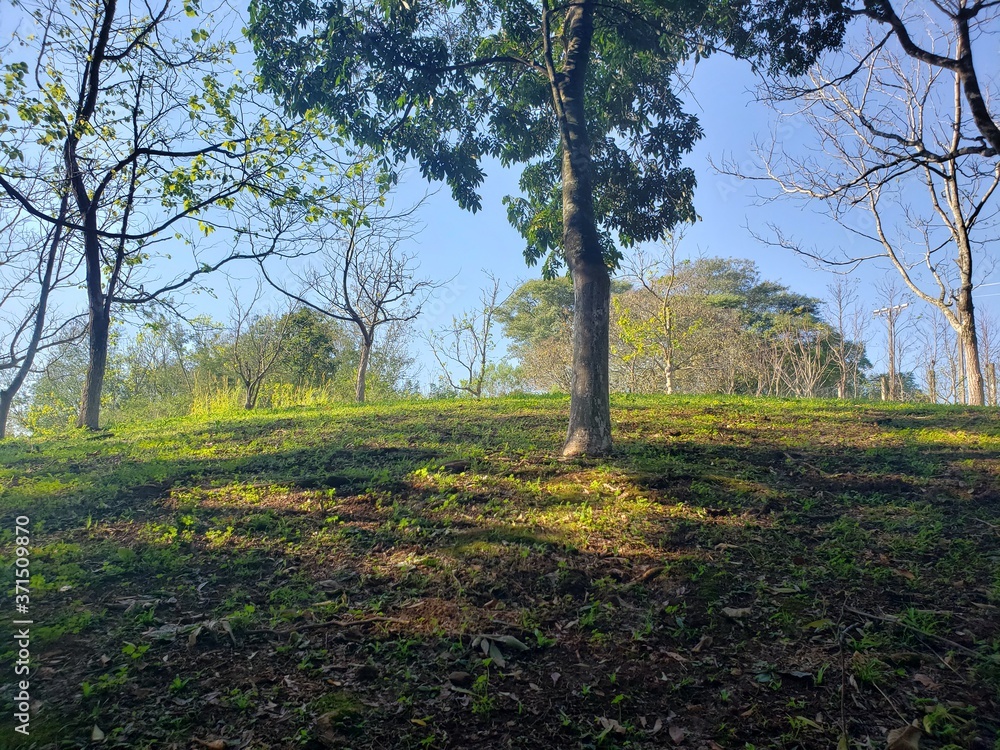 Fototapeta premium trees in the field