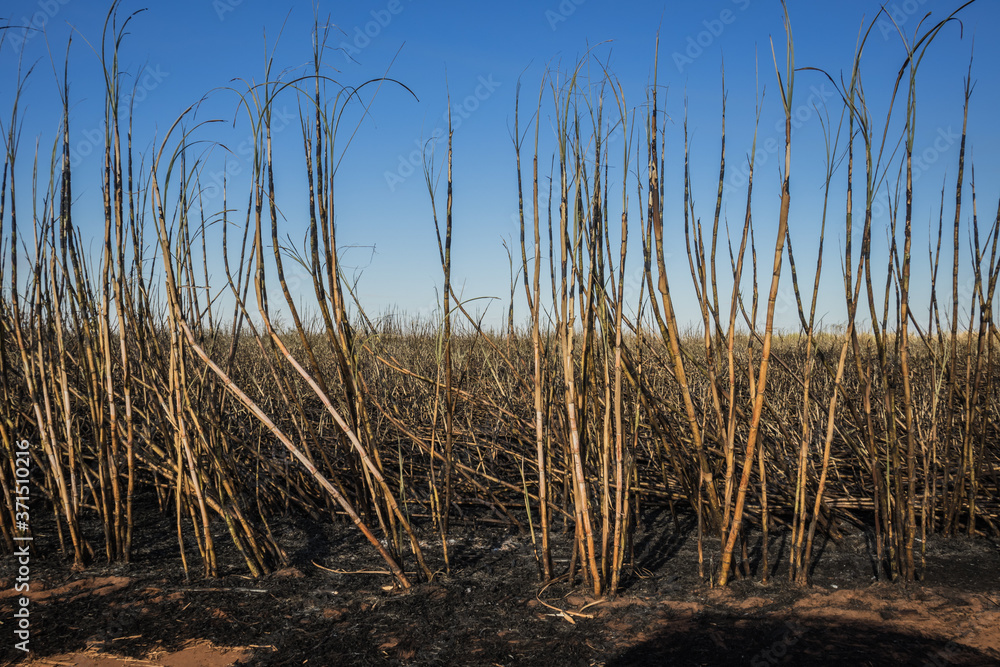 Fototapeta premium Burned sugarcane field with smoke still rising, captured on a sunny day in the Brazilian countryside, illustrating the environmental impact of agricultural fires