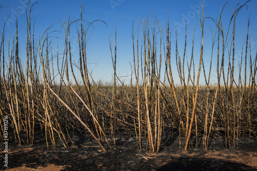 Burnt sugar cane field in brazilian country side photo