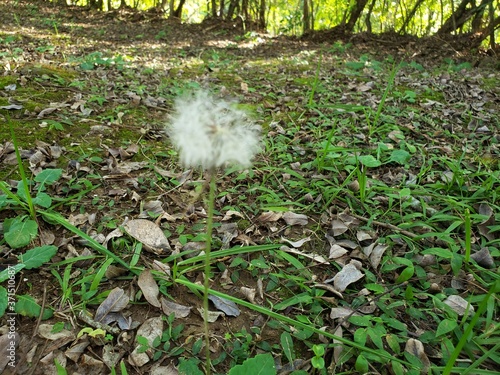 dandelion seed head