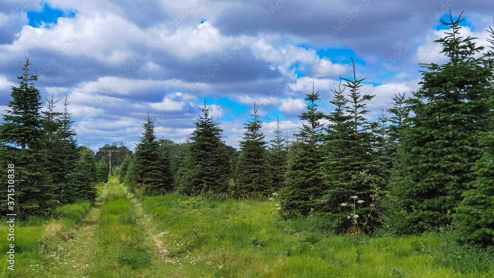 Trees growing at Christmas Tree Farm Trees growing at Christmas Tree Farm