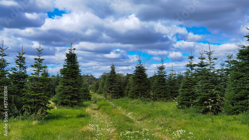 Trees growing at Christmas Tree Farm