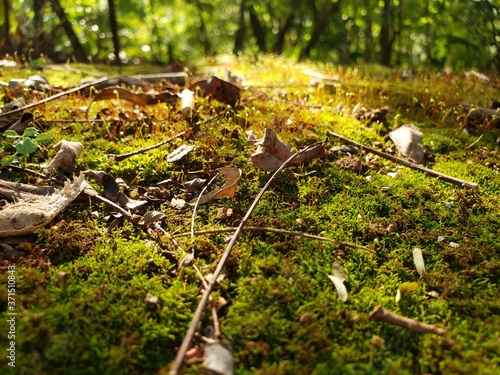 moss on the ground