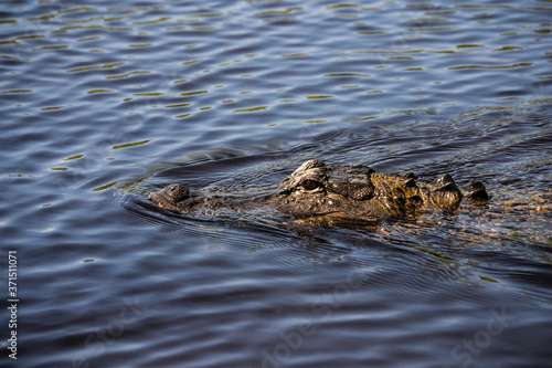 Florida Alligator head close up