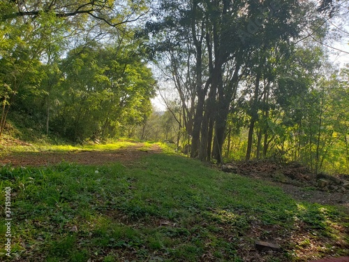 path in the forest