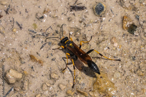 Black and yellow Mud Dauber