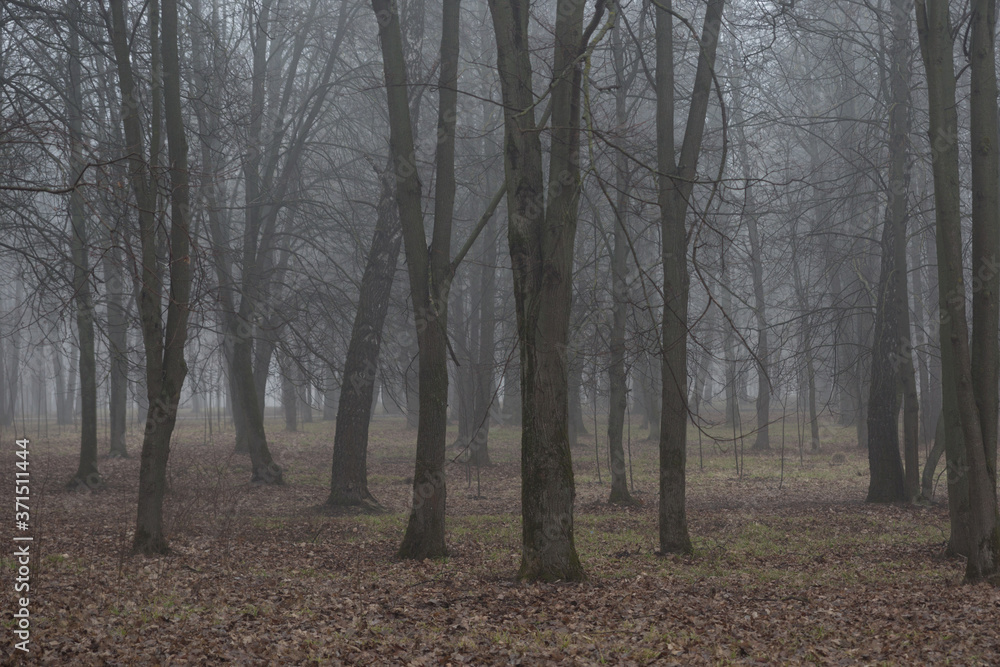 Blue fog in the gloomy forest. And no people, the park was empty.