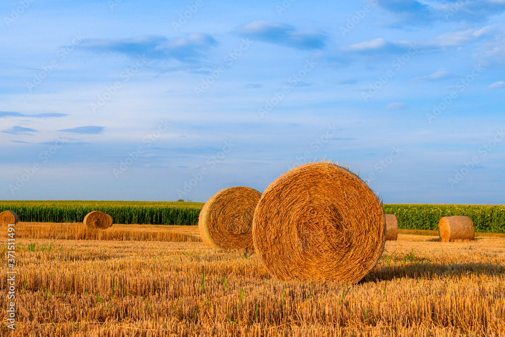 Golden farm field with perfect straw bales. Cloudy sky and green forest background. Rural beauty Golden farm field with perfect straw bales. Cloudy sky and green forest background. Rural beauty